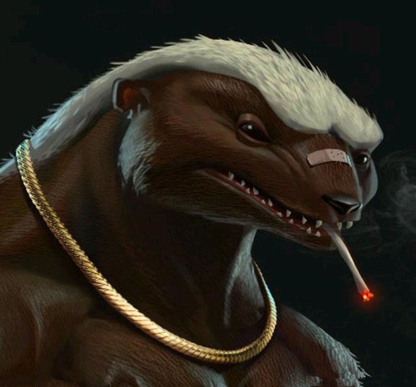 平头哥蜜獾动物图片,动物界扛把子蜜獾平头哥