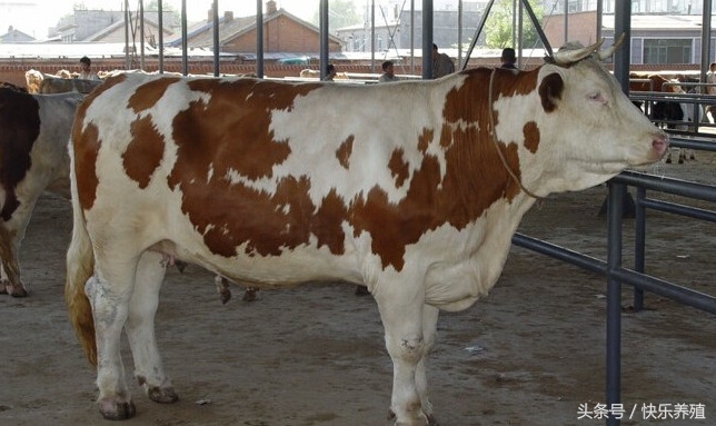 养奶牛遇到的问题,养母牛要怎么才养得好