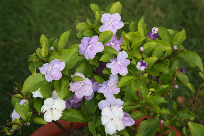 双色茉莉花不开花怎么办,双色茉莉花不完全盛开就蔫了