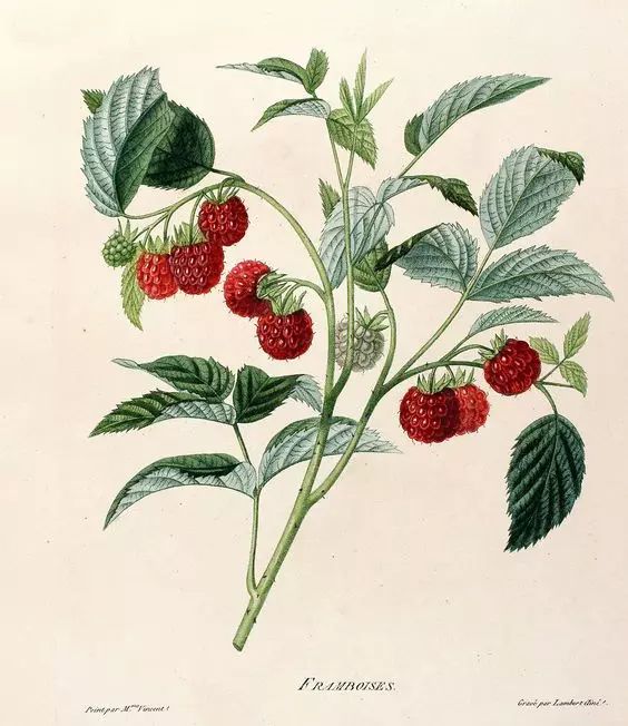 如何领略葡萄酒的魅力,如何品尝葡萄酒的果香