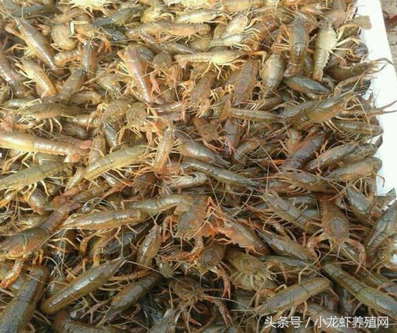 养殖一亩小龙虾的成本多少钱,小龙虾养殖一年可以赚多少钱