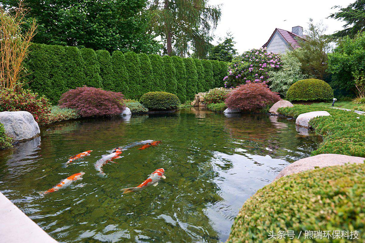 锦鲤鱼池过滤系统教程全过程,锦鲤鱼池过滤系统推荐