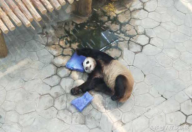 热啊！动物防中暑有“凉方”大熊猫吃紫色冰棒