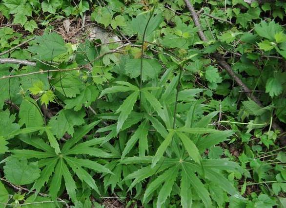 一种不知名的野草还卖到几十块钱,农村有一种神奇的野草