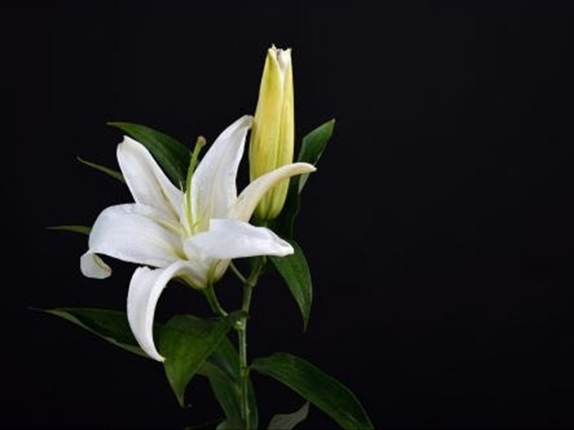 百合花水养出现枯萎现象怎么办,为什么我的百合花只长叶子不开花