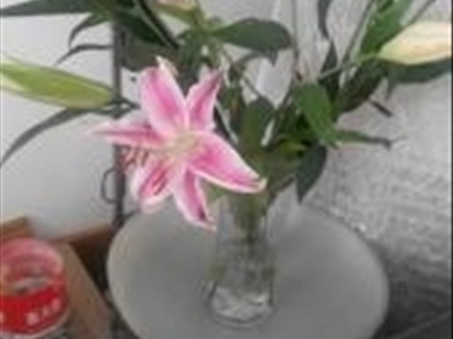 百合花水养出现枯萎现象怎么办,为什么我的百合花只长叶子不开花