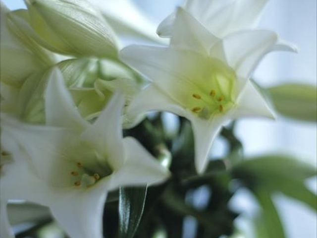 百合花水养出现枯萎现象怎么办,为什么我的百合花只长叶子不开花