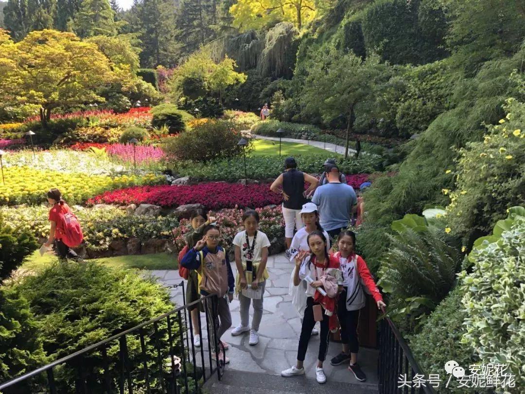 浸入式体验北美教育，安妮花2018童子军夏令营跨国行记