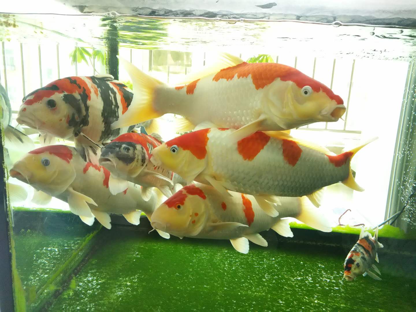 他来自河北小县城,两条锦鲤养了8年