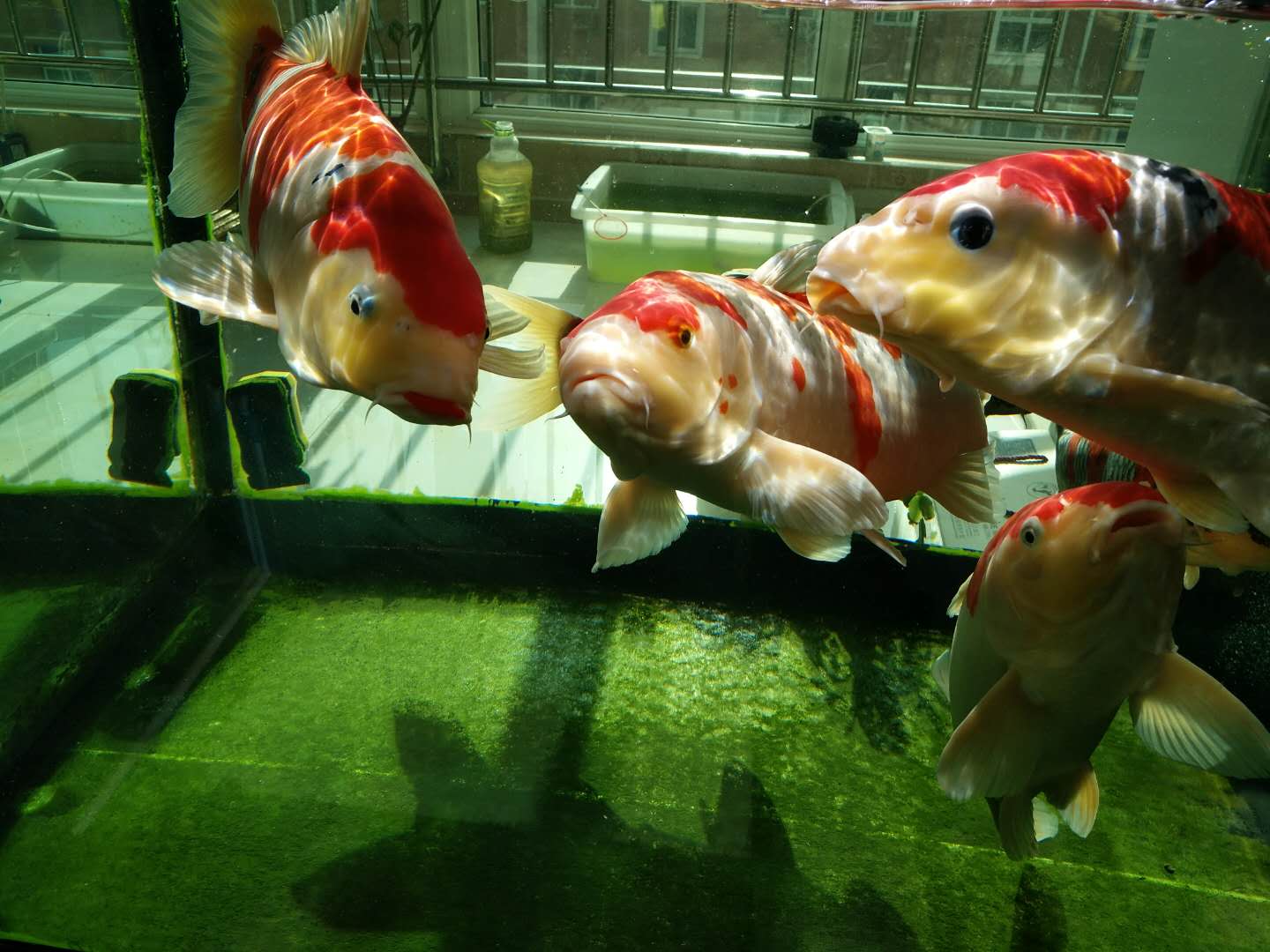 他来自河北小县城,两条锦鲤养了8年