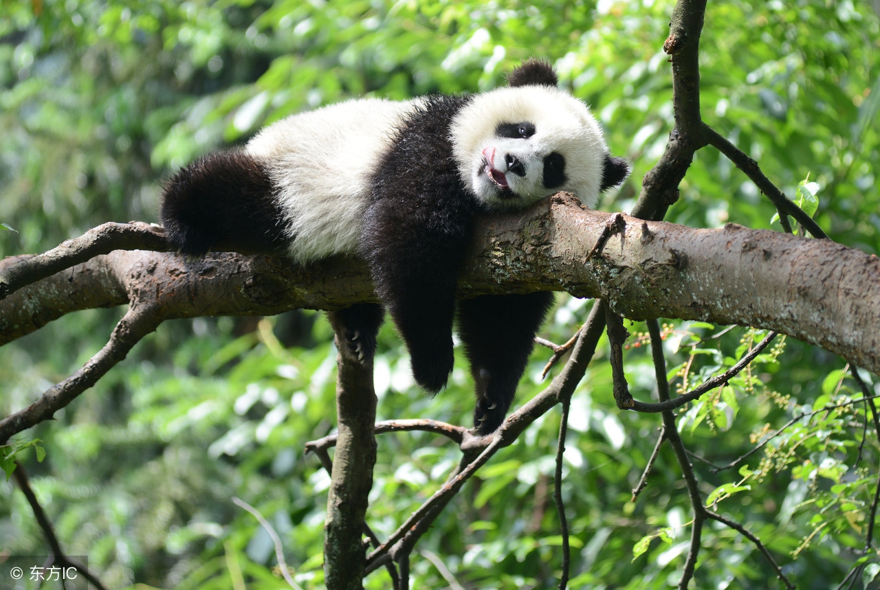 男性长期喝鹿茸的功效,中药鹿茸的作用与功效及禁忌