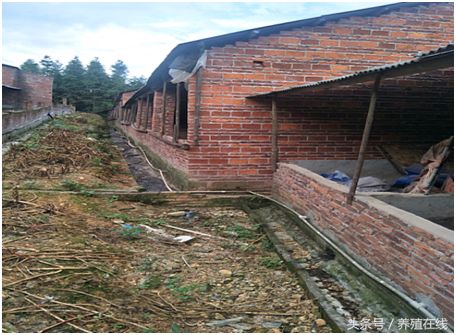 母猪拉石灰尿有影响吗,母猪拉石灰尿怎么治疗最好