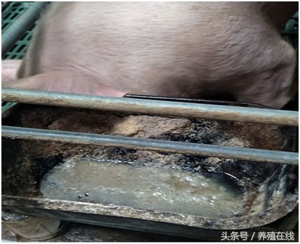 母猪拉石灰尿有影响吗,母猪拉石灰尿怎么治疗最好