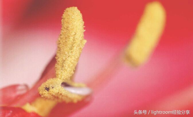 拍好花朵的三个技巧,春天拍花拍照技巧与角度