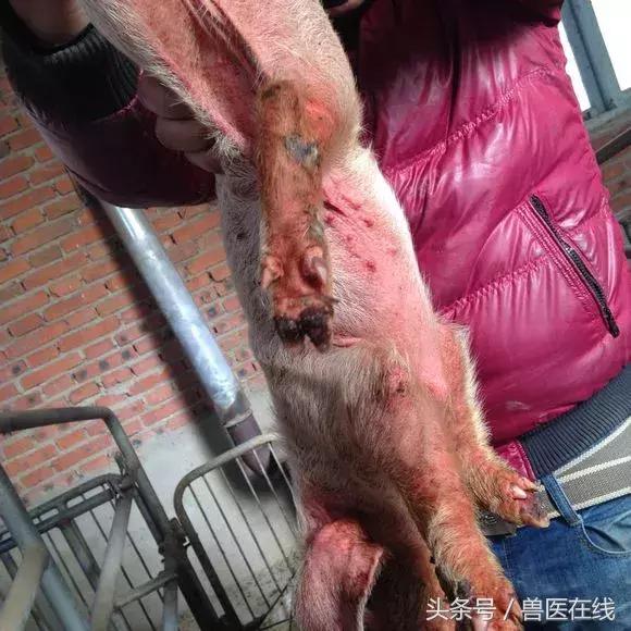三十二种常见的猪病,100种常见的猪病