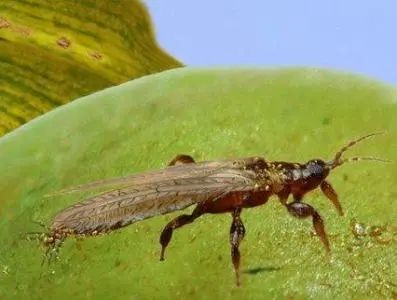 8种农药防治蔬菜害虫的药效试验,蔬菜害虫最佳防治方法