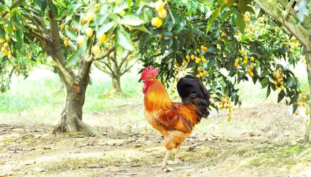 绘画有趣的公鸡教案,美术画公鸡