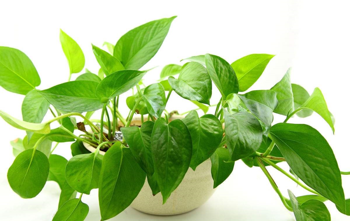 快死绿萝用了这3种水，救活不成问题，还能疯长爆盆！