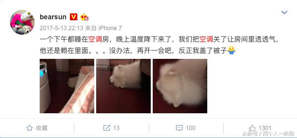 公司空调坏了主人挥汗如雨工作,萨摩耶却在家吹冷气,太舒服了