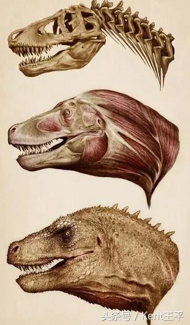 霸王龙的天敌食肉恐龙,巨型食肉牛龙对战霸王龙
