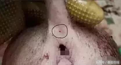 99%兽医都犯过的错｜给猪注射不简单，这7种方式和4大事项必掌握