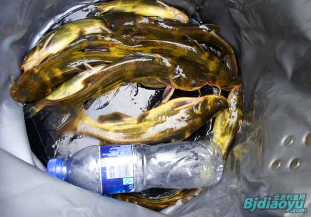 我的筏钓之乐全集,我的筏钓之乐完整版