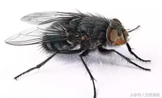 家里防虫防苍蝇方法,潮湿环境下的小苍蝇用什么药