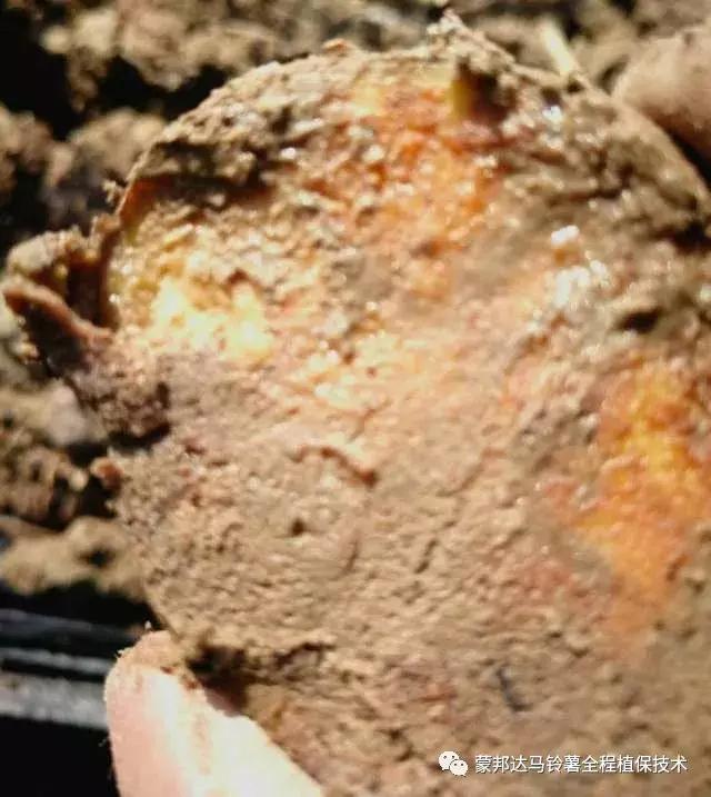 马铃薯苗期预防哪些病虫害,马铃薯生长期怎么防病