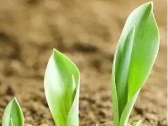 种子发芽了容易倒,种子发芽会不会坏