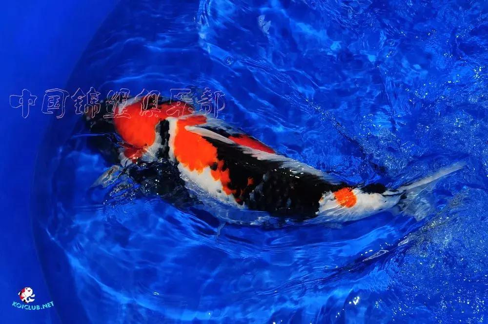 锦鲤知识分享锦鲤饲养经验,一位鱼友和锦鲤的春夏秋冬