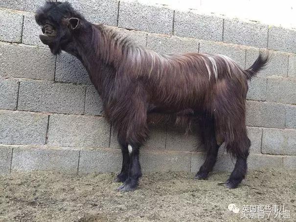 被沙特土豪炒到6万美刀一只的选美级羊咩咩……就长这个鬼样？！