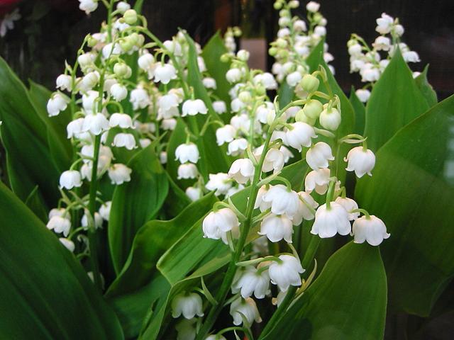 铃兰名贵吗,铃兰根茎怎么种植视频