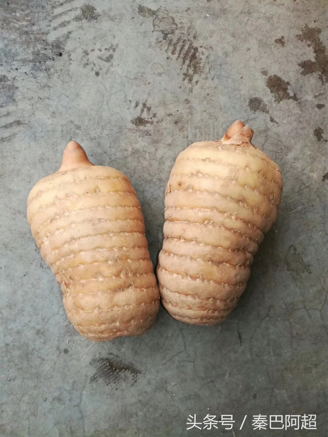 小草坝云南最美的天麻之乡,带你走进云南天麻之乡