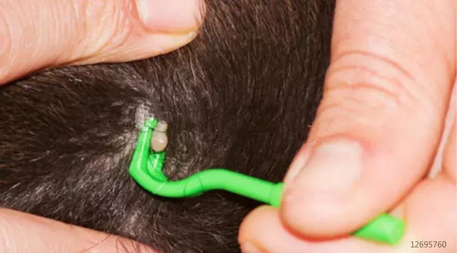 女童头皮长了一个肉疙瘩,女童头上长疙瘩怎么回事