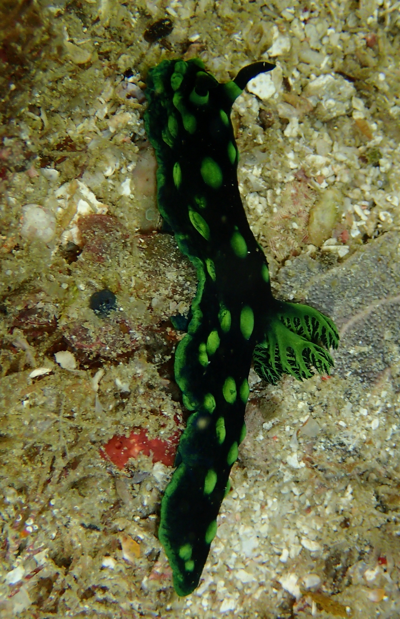 给海兔子取个外号,海兔外貌和习性