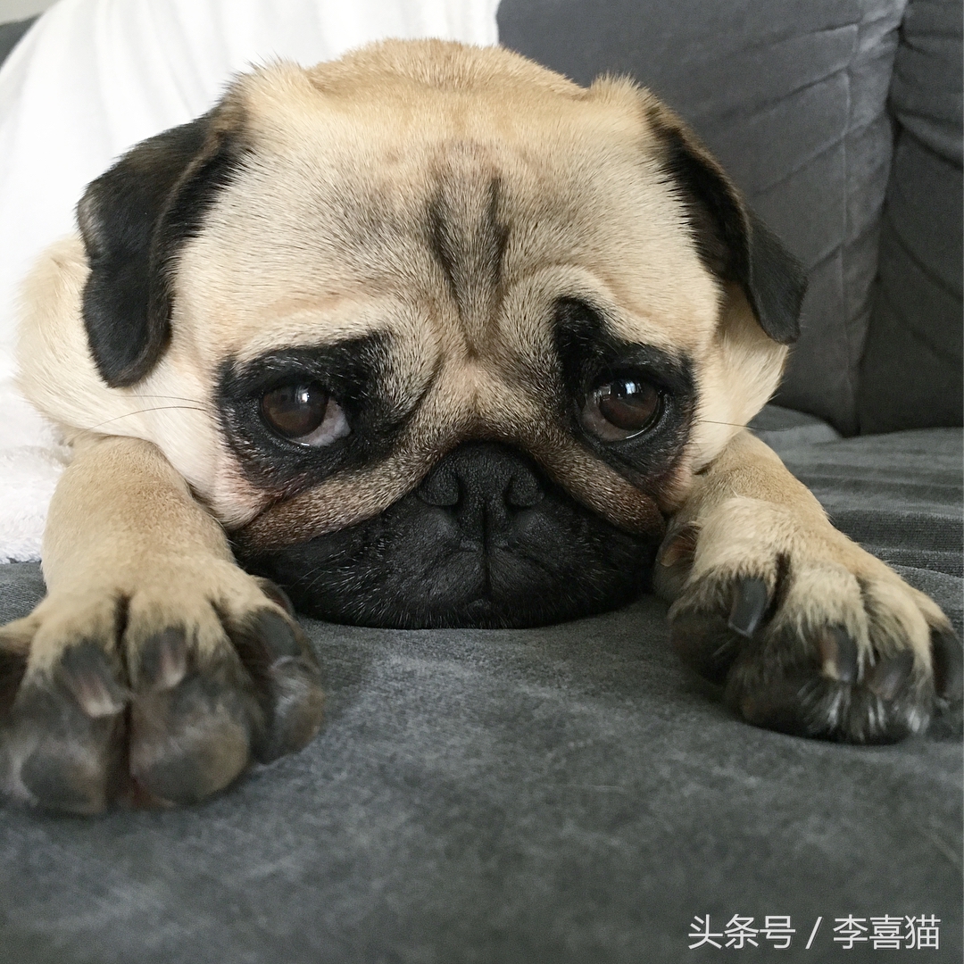 巴哥犬到底有多聪明,愁云满面