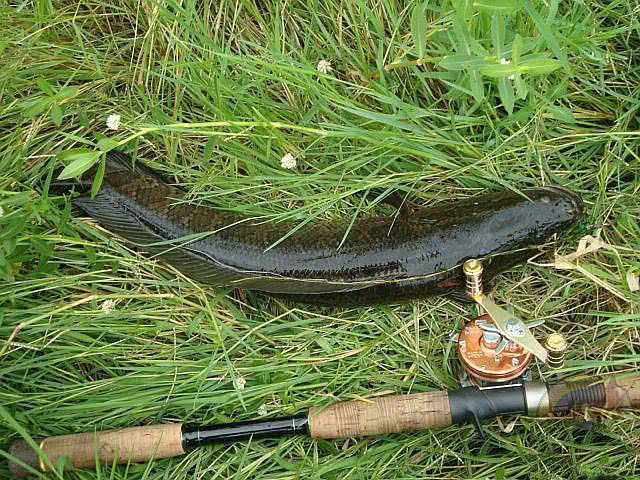 浮萍塘路亚黑鱼扩口,浮萍塘传统野钓大鲫鱼