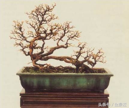 如何制作雀梅盆景,雀梅盆景怎么制作