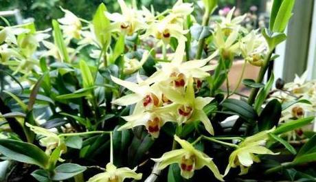 铁皮石斛花好养吗,铁皮石斛怎么养才长得好