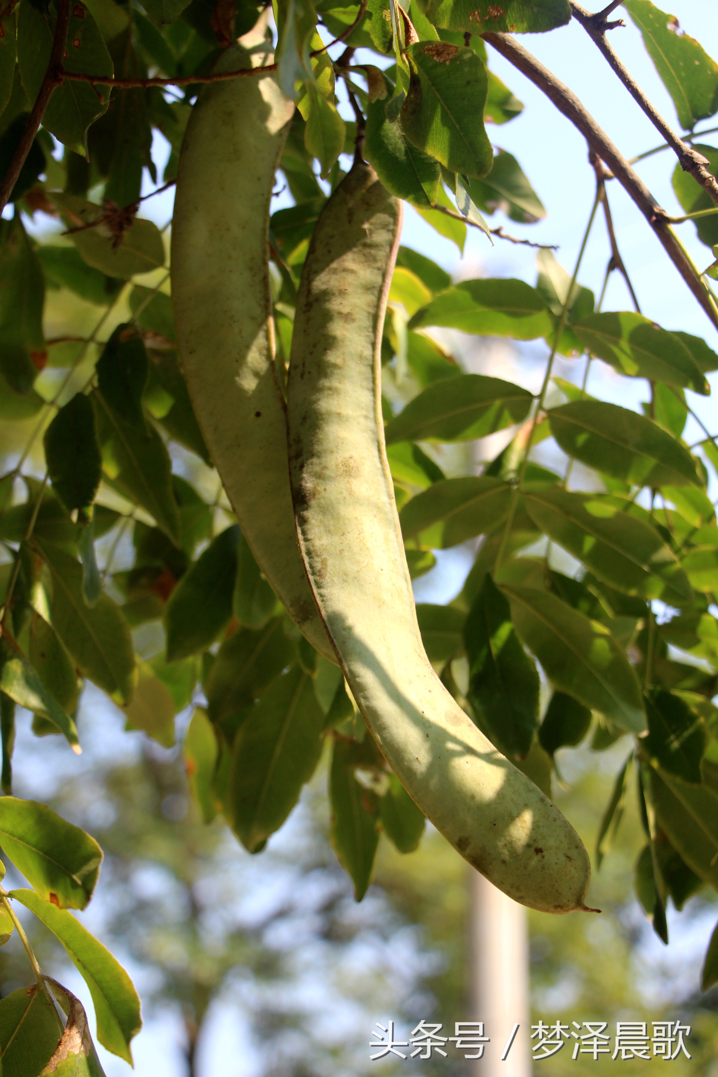 长满长长的尖刺看着吓人难得一见的稀有百年老皂荚树