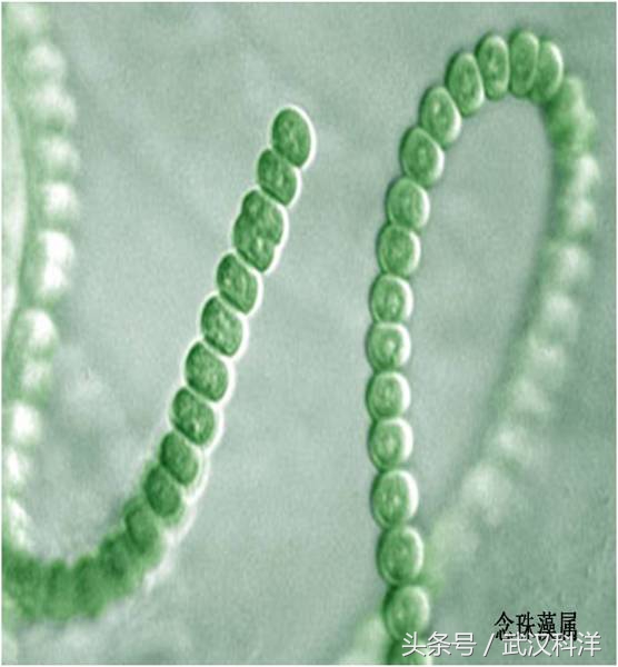 赤潮最常见的藻类有哪些,不属于环境中常见藻类