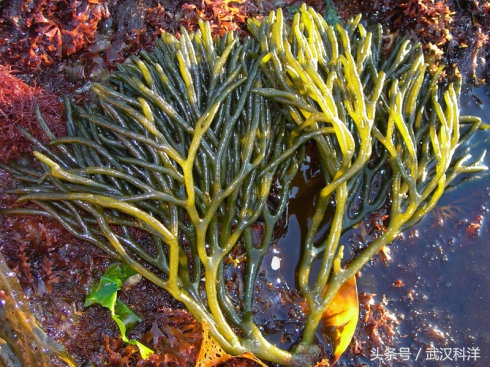 海边常见藻类植物图片,藻类植物常见的有什么