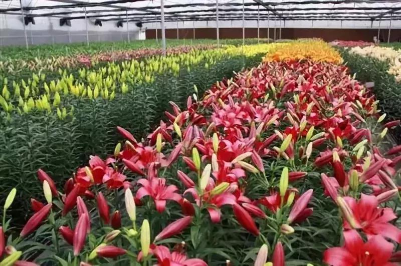 连云港特产排行榜前十名,连云港最全特产