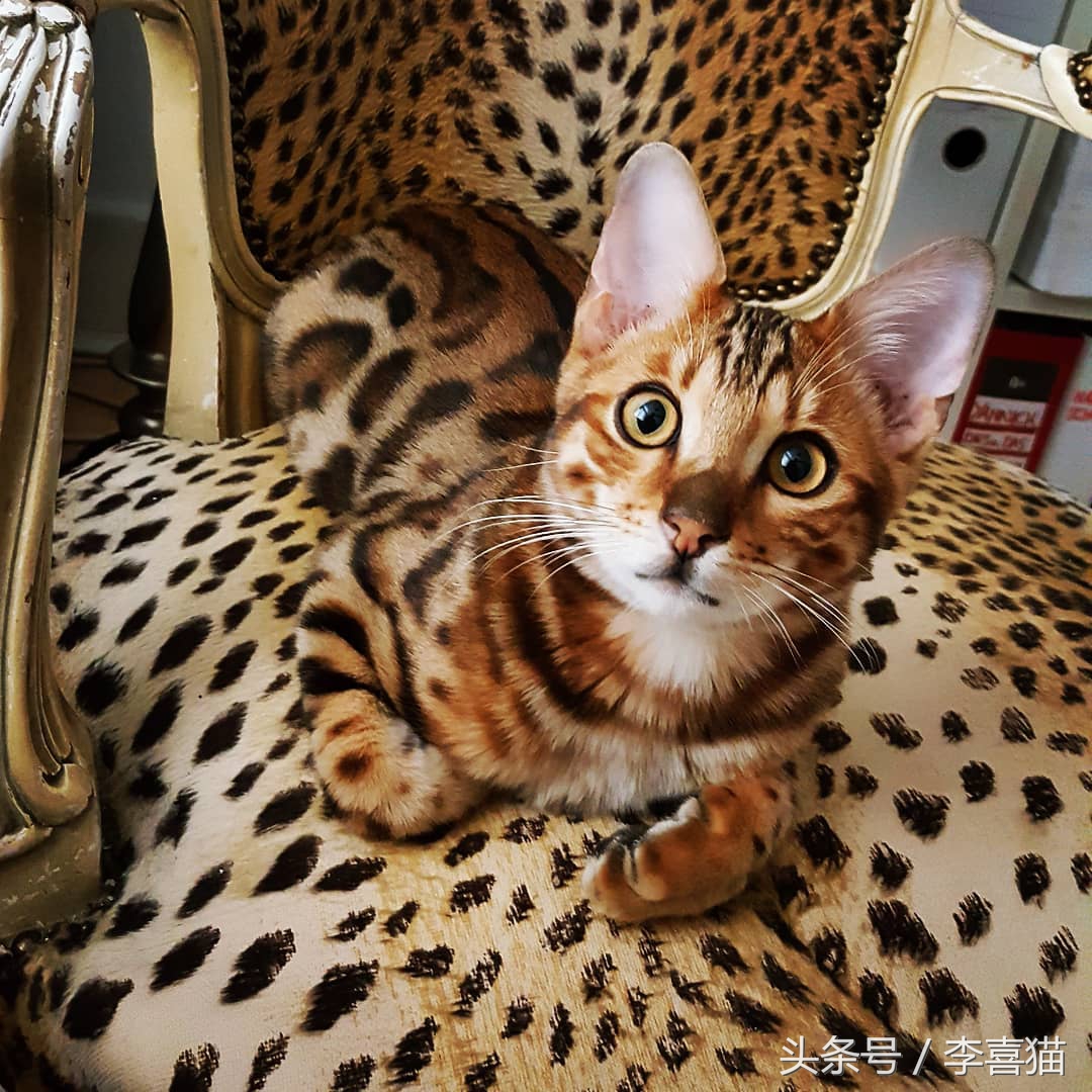 最有气质的喵星人,高颜值的喵星人连睡着都是美美的