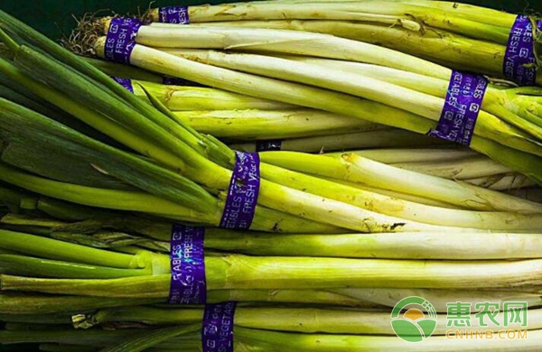 大葱价格现在多少钱一斤,大葱收购价多少河北