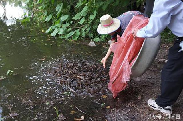 养殖泥鳅怎样才能赚钱,养泥鳅一亩地的泥鳅苗要多少钱呢