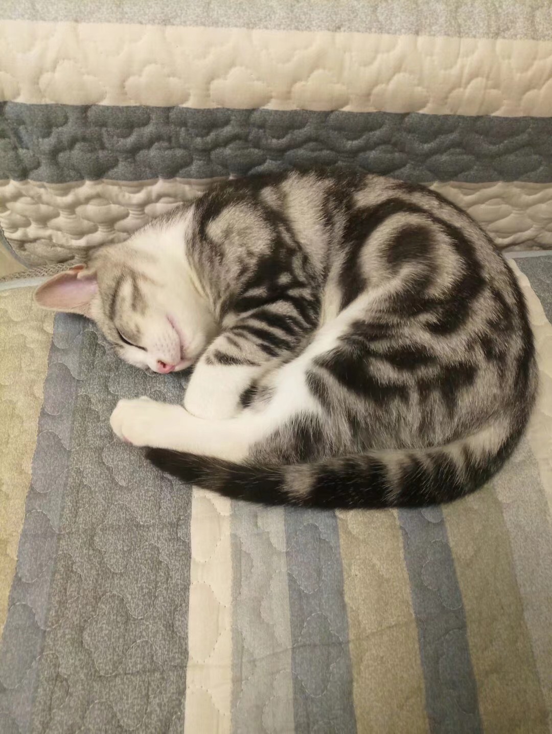 小猫顶球户外,小猫打抛球