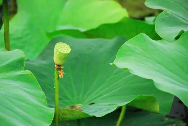 有没有一句你喜欢的但是夏日荷花的清凉就藏在这些只言片语之中
