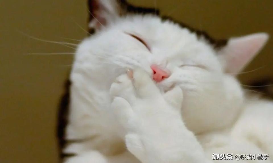 猫咪生活习惯小常识新手养猫必看,养猫咪新手入门必知猫的敏感点