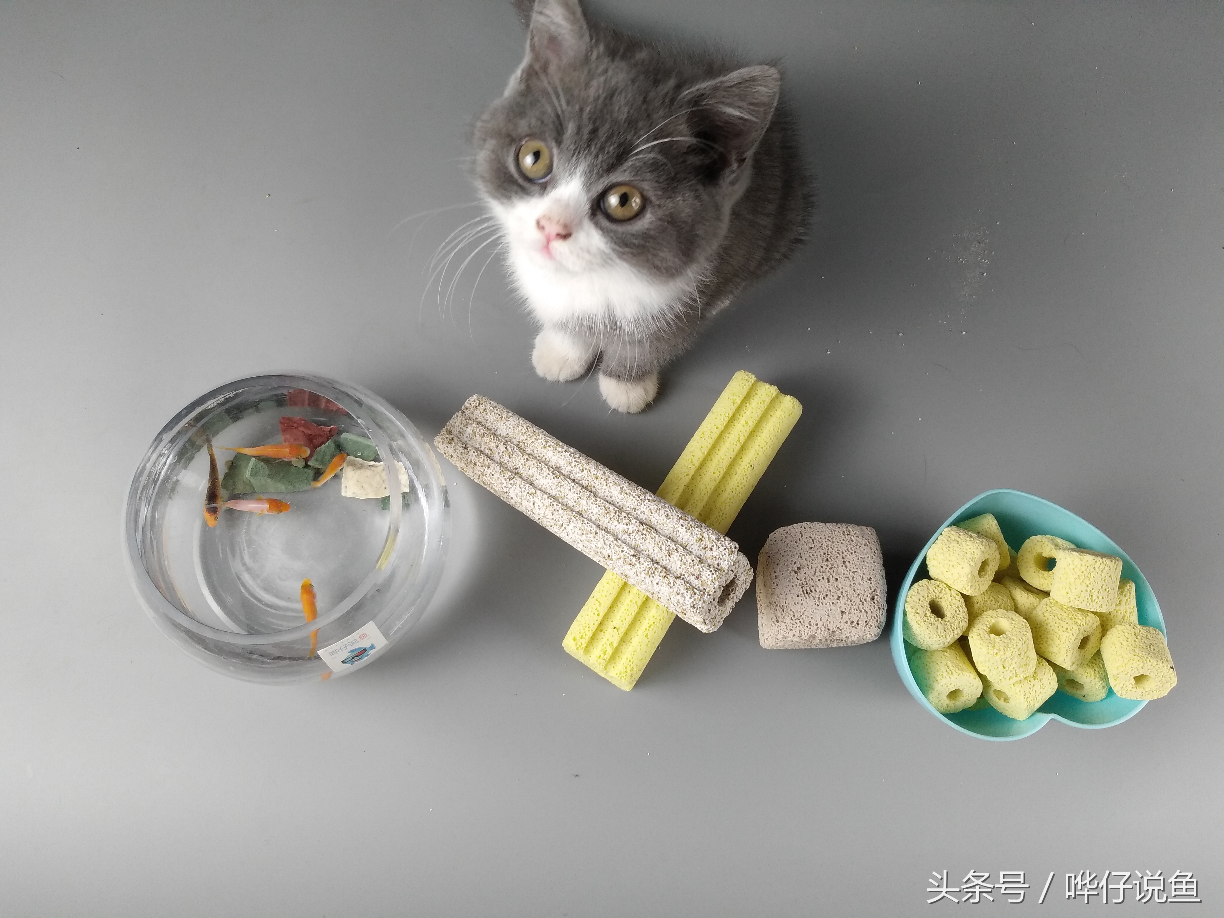 鱼缸细菌屋都需要什么,鱼缸细菌屋都有什么